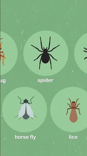 How to Identify Insect Bites #shorts
