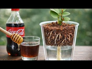 I Rooted Rose Cuttings Without Hormone — This Simple Method Works