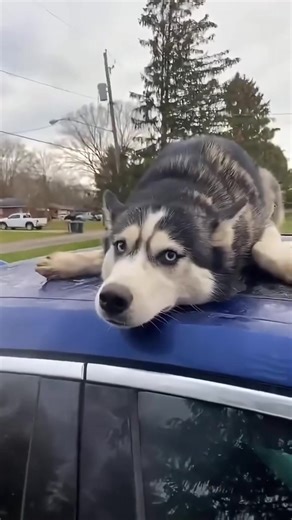 Hilarious Huskies: Chaos and Comedy 24/7