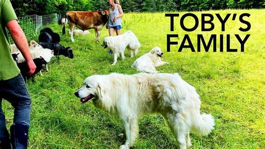 Refining our livestock guardian dog training and puppy placement plans
