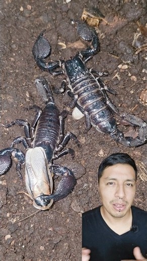 Emperor Scorpion one of the largest in the world #pandinus #animal #scorpion #fauna #wildlife