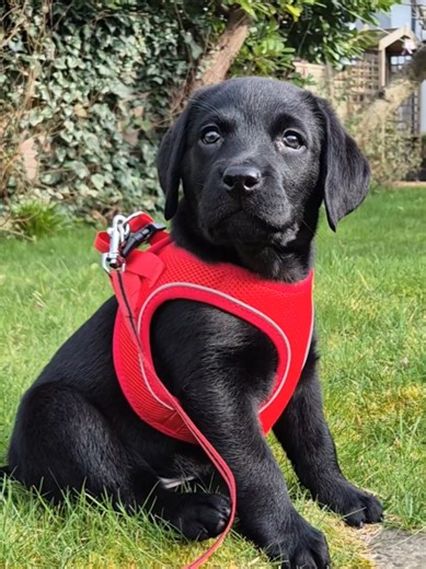 Meet Ruby: Our New Baby Labrador Puppy