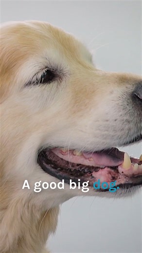 Cute Golden Retriever's mystery eye lump removed 😨 | Bondi Vet