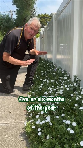 One of the most versatile and beautiful groundcovers. 😍 Get yours here: https://www.thetutuguru.com.au/shop/convulvulus-prime-white-6-pot/ #hellohelloplants #nursery #melbourne #australia #convolvulusprimewhite #whiteflowers #beautifulgarden | Hello Hello Plants & Garden Supplies