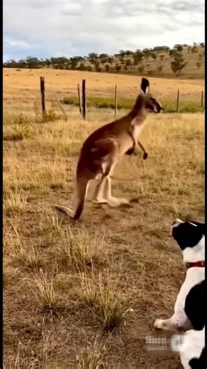 Kangaroo vs Dog: Punch & Run Comedy 😂🦘🐕💥