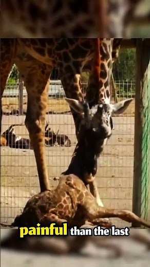 “Born to SURVIVE: Baby Giraffe’s Incredible First Moments” #wildlife