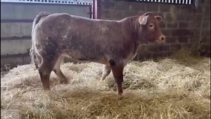 2.9K views · 51 reactions | Monday 18 April at Stirling Agricultural Centre Perth Show & Sale of 1000 Store Cattle at 11am (Show 10.30am) Sponsored by W Walker LLP, Livestock Haulage Contractors, Strathkinness including consignment of LimX bullocks and heifers from M/s McKenzie, Ardgate. Contact Murray Steel for further information 07525 747439 | United Auctions - Livestock Auctioneers | Facebook