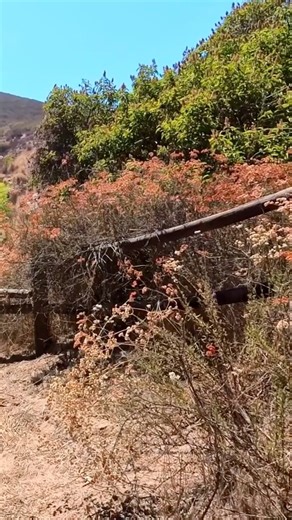 Silent Hike Through a Rustic Pathway | Relaxing Outdoor Walk