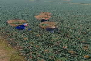 witziges Video 'Ananas-Ernte' - tausende Videos auf FUNPOT