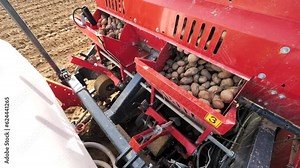Seed potato tubers pour out little by little of a potato planter container