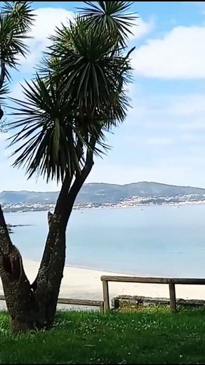Praia de Samil na Espanha. Um dos destinos turísticos mais populares do país. Mar, areia e árvores🏖️