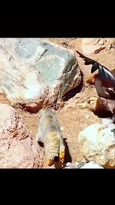 Animal Planet TV on Reels