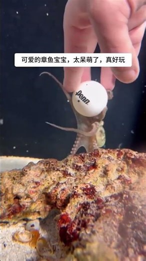 This octopus is so cute! I'll never eat octopus again.