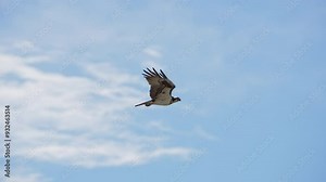 Osprey flying through the sky flapping in slow motion in Utah.
