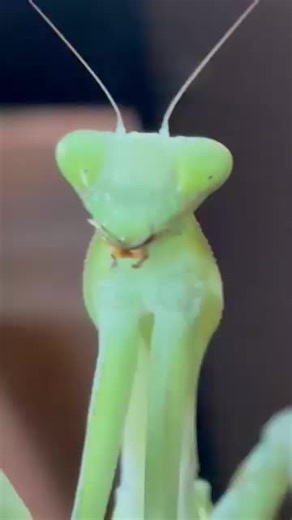 Spectre: The Enigmatic Hierodula membranacea Mantid