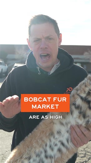 Exploring the Bobcat Pelt Cleaning Process