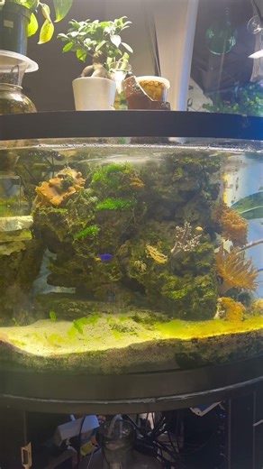 I offer my Hypothesis#reeflife #saltwaterfishtank #fishaquarium #exoticaquariumfish