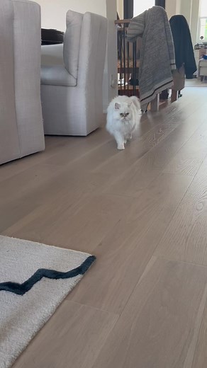 Miss Pixie Baby on TikTok