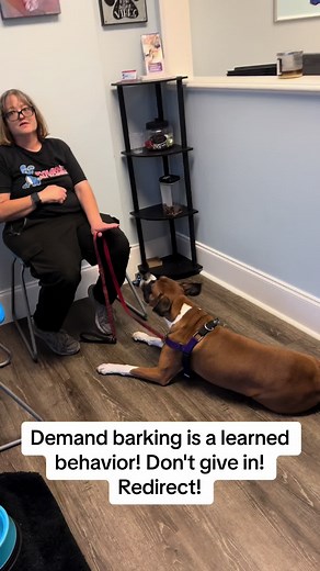 Effective Strategies for Training a Boxer Puppy: Tips and Techniques