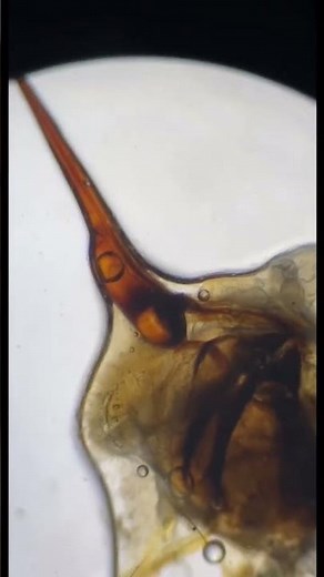 Bee’s Stinger Under Microscope #microscope #science #microscopy #bee