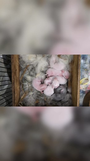 4.1K views · 98 reactions | Baby Netherland dwarf 殺 #fbpro #reels #kelinci #rabbit #animals #bunny #sorotan #semuaorang | Bima Sena | Facebook