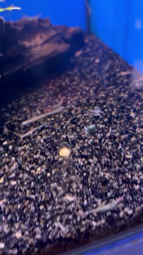 1.1K views | Tired of algae build up on your tank 什 Plenty of cleanup crew in stock Shrimp 戀 Pinokio shrimp £2.75 Assorted shrimp £2.75 Amano shrimp £8.99 Black helmet snails £3.99 Give us a call at ☎️ 028 9185 2277 #ForSaleFish #tropicalfishforsale #freshwateraquariumfish #northernireland #bangor #bangorni | Clearly Aquatics | Facebook