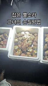 뿔소라 해루질 그리고 손질법