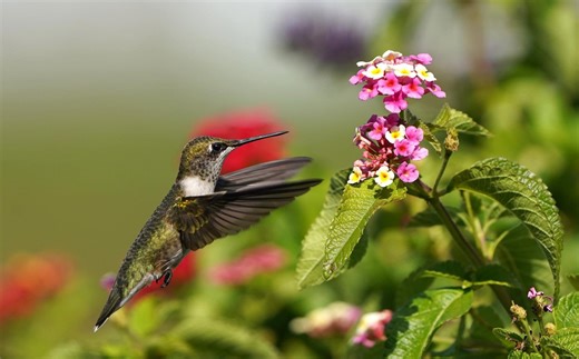 It’s hummingbird migration season; when will hummingbirds reach PA?