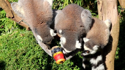 3.4K views | Ring-tailed Lemurs tucking into their frozen fruit popsicle (filmed by Education and Conservation Officer Beth). | Cotswold Wildlife Park and Gardens | Facebook