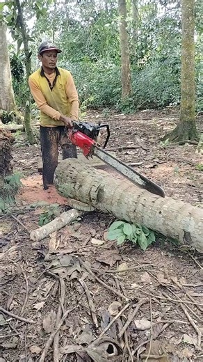 A man's skill in splitting a coconut trunk | Salwa vlog