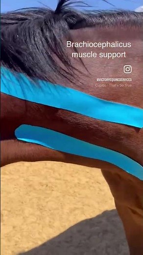 Horse Neck Kinesiology Taping