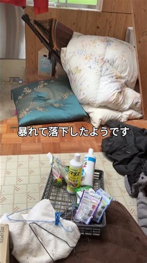 獣害の犯人は？ #シクラメン #シクラメンの育て方 #増田園芸 #獣害