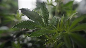 Md. Cannabis Admin. launches first-of-its-kind state reference lab - 47abc