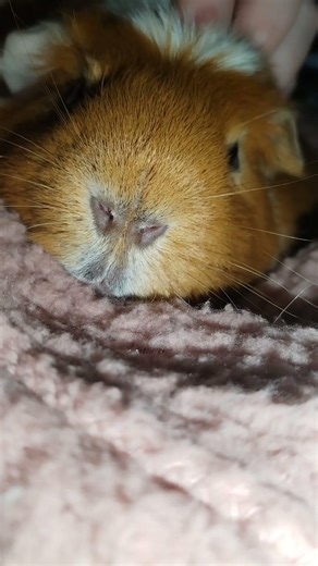 Pretty ginger Guinea pig ❤️ #guineapig #shorts