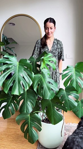 Bendy Moss Poles: The Game Changer for Growing Plants!