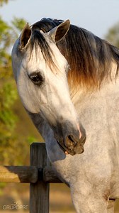 586 reactions · 74 shares | YEGUADA AC SE COMPLACE EN ANUNCIAR QUE...