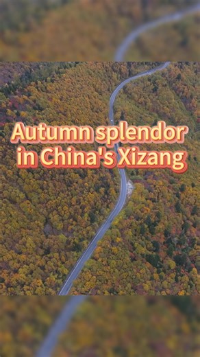 Amid colorful forests and snow-capped mountains, travelers are captivated by the autumn splendor while driving on National Highway 318 in Nyingchi, southwest China's Xizang Autonomous Region. #Nyingchi #ColoredForests #Xizang #AmazingChina | China Xinhua News