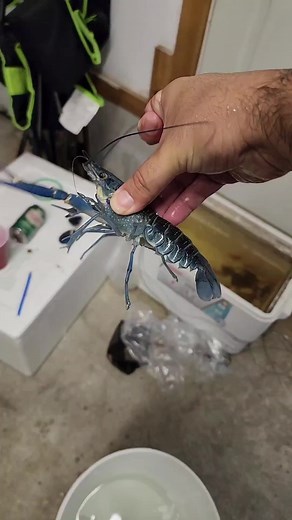 World's Largest Crawfish Encounter in a Fish Tank