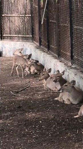 "Creeping" Deer of India! 🦌 Hog Deer in the Wild #Shorts
