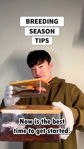 Breeding Season Guide for Leopard Geckos | Tips for Starting Your Project