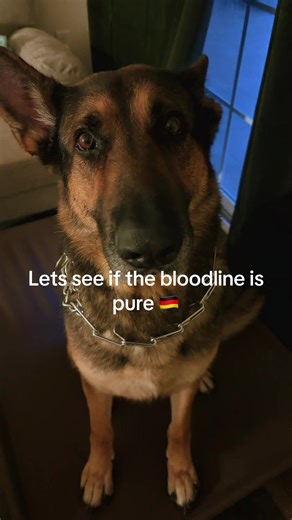 Understanding German Shepherd Salutes and Behavioral Impact