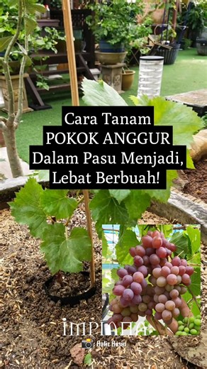 Cara Tanam Pokok ANGGUR Dalam Pasu Menjadi, Lebat Berbuah Ramai yang beranggapan pokok anggur hanya boleh ditanam dan hidup subur di negara beriklim sejuk. Sebenarnya cuaca di Malaysia pun sesuai juga. Hafiz Husin antara yang berjaya menanamnya. Ada lebih 30 pokok anggur pelbagai jenis di tanam di laman rumahnya. Menariknya, pokok anggur yang ditanam di dalam pasu je, tak perlukan kawasan yang luas pun. Ikut cara yang dikongsikan ini memang menjadi, dalam masa setahun dah boleh berbuah lebat. #L