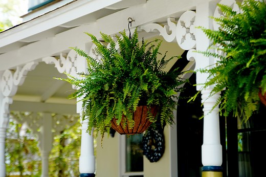 How to Keep Your Porch Ferns Green and Lush All Season — And Years to Come