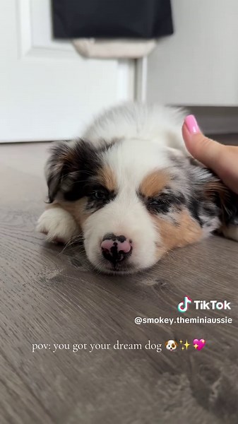 Discover the Joy of Mini Australian Shepherds