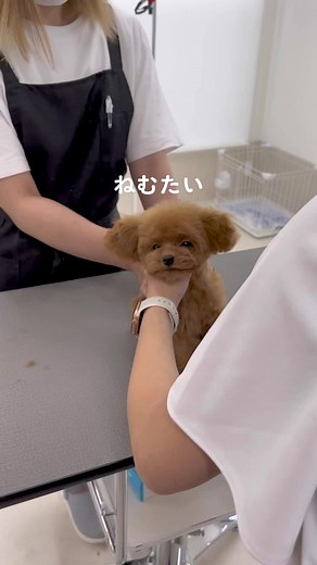 Grooming a Teacup Poodle Puppy: Step-by-Step Guide