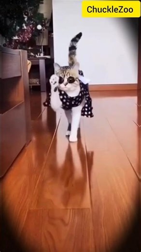 Cat Walks With Attitude… Copycat Turns It Into Comedy 😹🕶️#shorts #cat