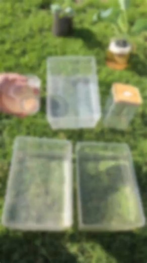 Using urine as fertilizer in hydroponics might sound unusual, but it contains essential nutrients like nitrogen, phosphorus, and potassium. In this experiment, I compare lettuce growth using urine from a healthy person, a commercial nutrient solution, and traditional soil fertilizer. All done with hygiene precautions. Could urine be a sustainable alternative? Watch and comment your thoughts! #Hydroponics #SustainableAgriculture #OrganicFertilizer #UrbanFarming #PlantExperiment #GrowYourOwnFood #