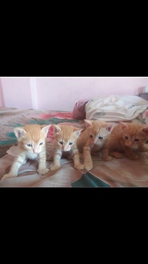 🐾 The Fantastic Four: Little Kittens Starting Their Day 😺 #cat #kitten #shortsvideo