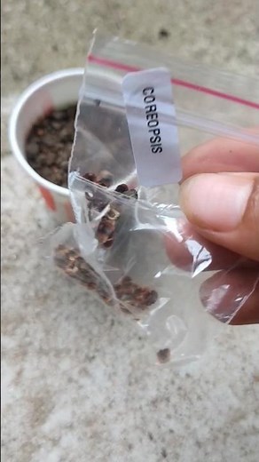 How to grow coreopsis from seed#shortvideo #gardening #