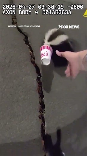 WATCH: A skunk, a stuck cup, and one very brave officer...